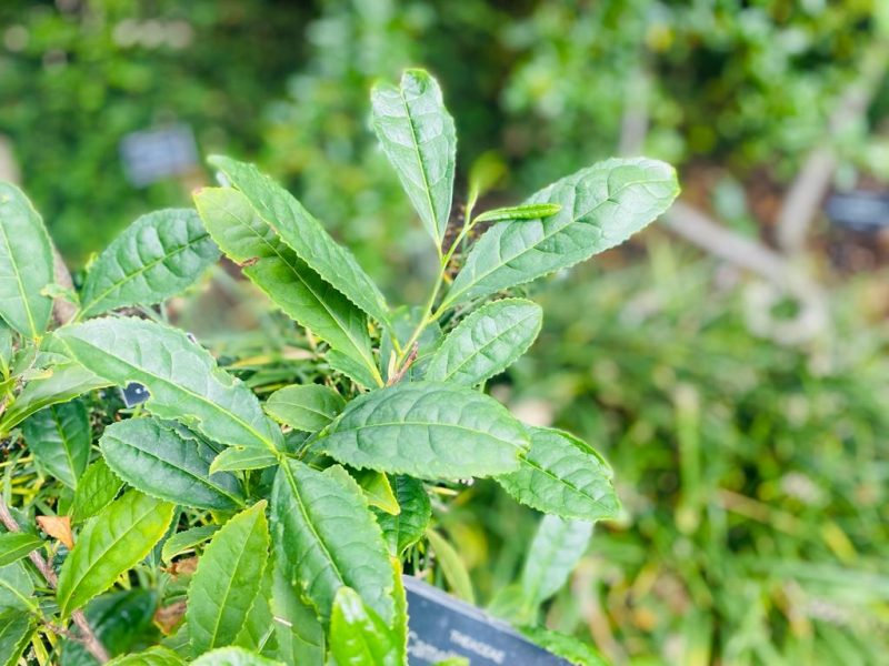 Té Negro Mexicano