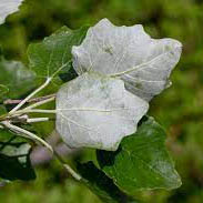 ABEDUL