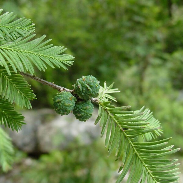 AHUEHUETE – Boticate