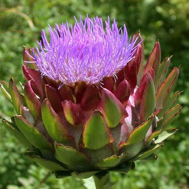 ALCACIL / ALCACHOFA (hoja)