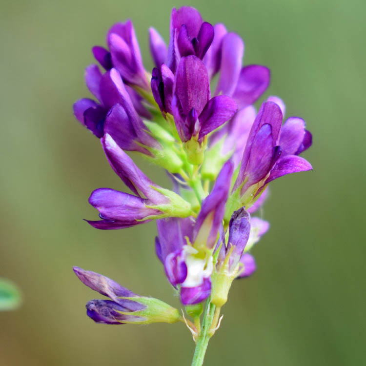 ALFALFA BASTARDA