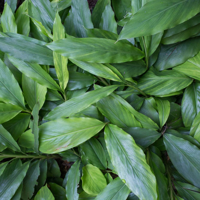 CARDAMOMO