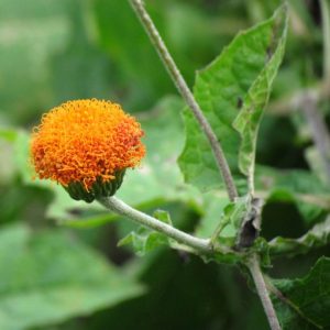 CAPITANEJA ANARAJADA