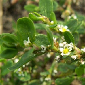 CENTINODIA / SANGUINARIA