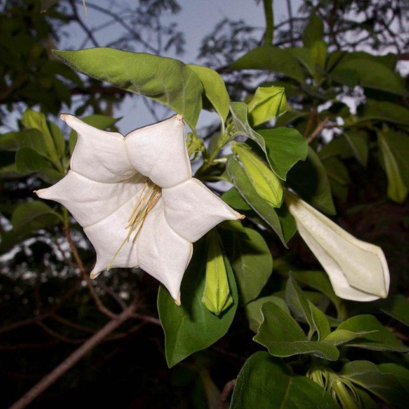 COPALCHI BLANCO