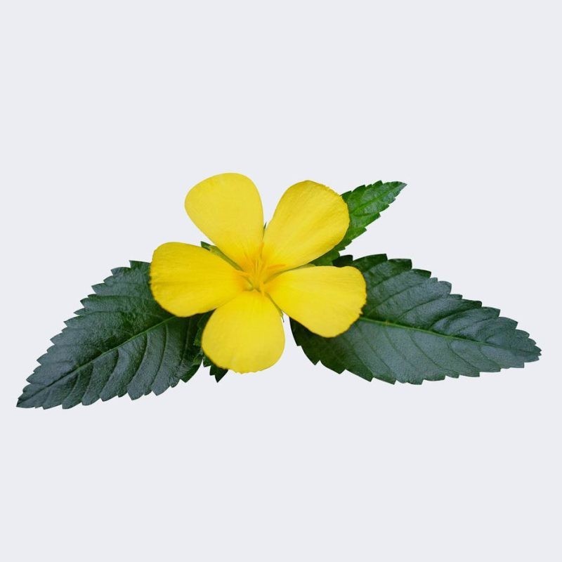 DAMIANA DE CALIFORNIA - Image 2