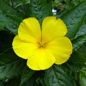 DAMIANA DE CALIFORNIA