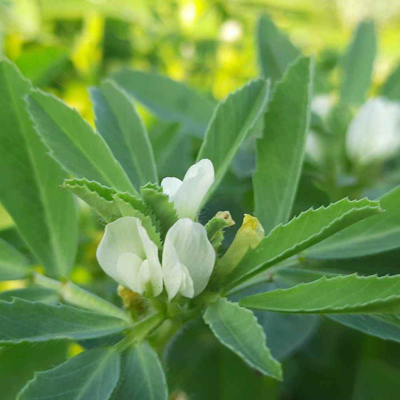 FENOGRECO