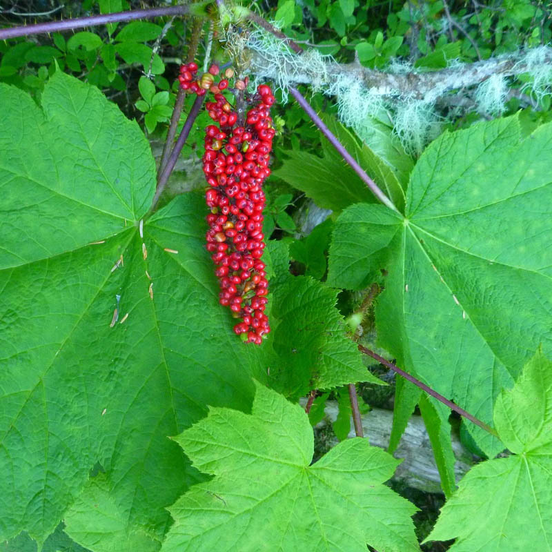 GINSENG DE ALASKA