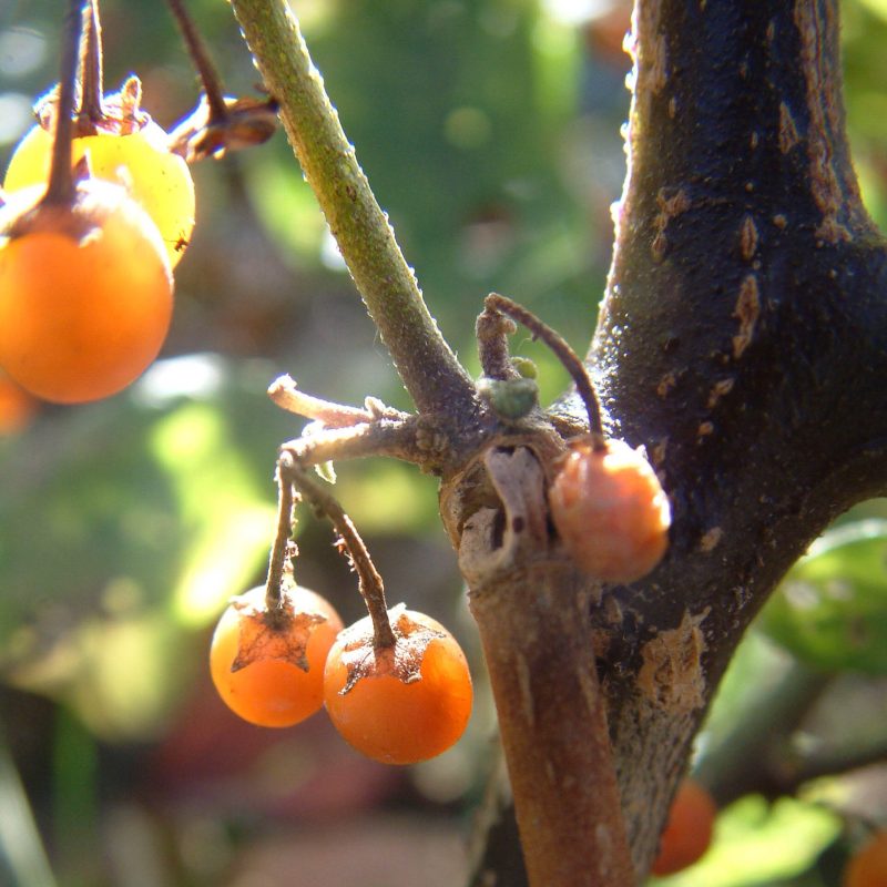 GINSENG INDIO - Image 3