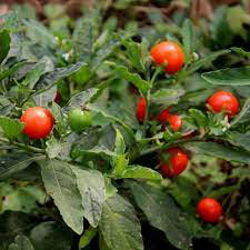 GINSENG INDIO
