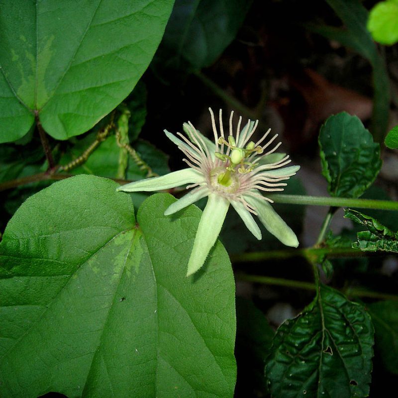 GRANADILLA BLANCA / PASIFLORA