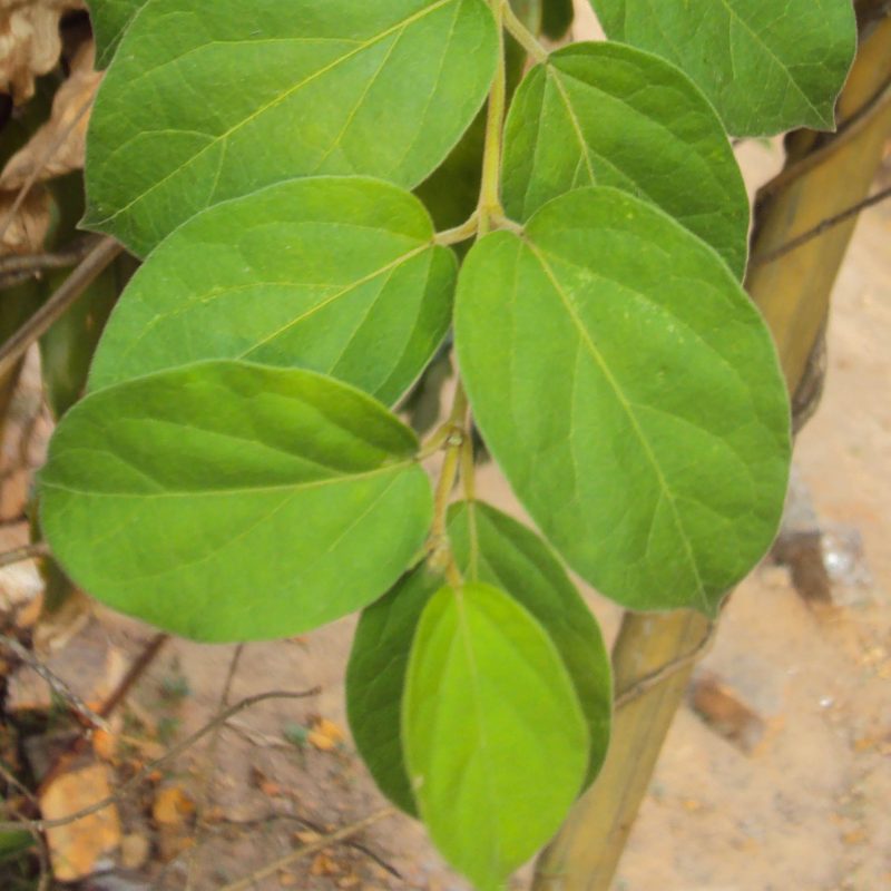 GURMA - Image 2