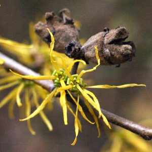 HAMAMELIS