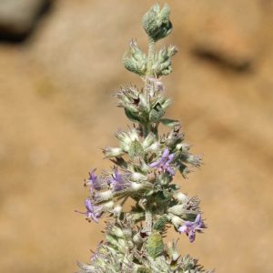 HERBA CENIZA / SALVIA AROMÁTICA
