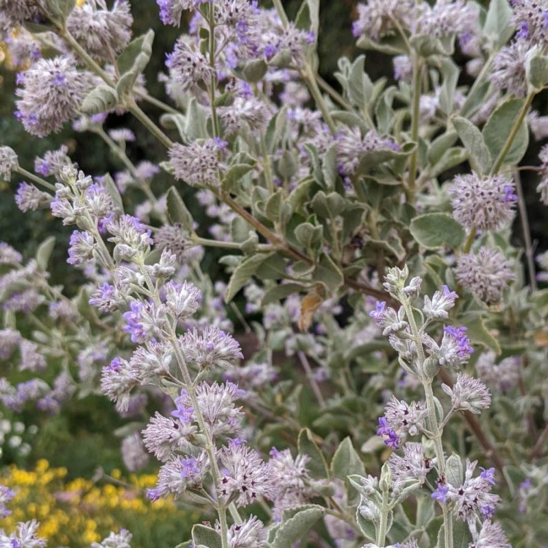HERBA CENIZA / SALVIA AROMÁTICA - Image 2