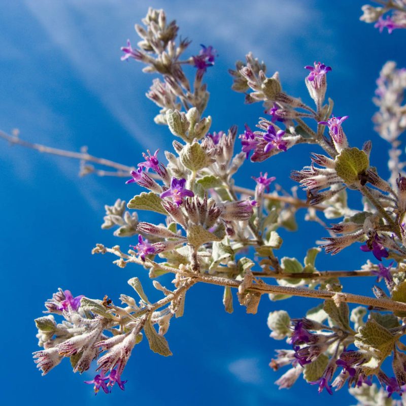 HERBA CENIZA / SALVIA AROMÁTICA - Image 3