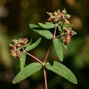 HIERBA DE LA GOLONDRINA