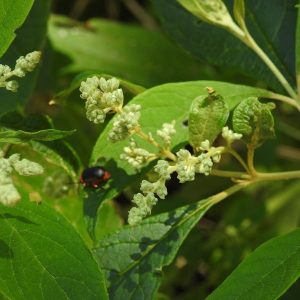 HIERBA DEL PASMO / TEPOZAN