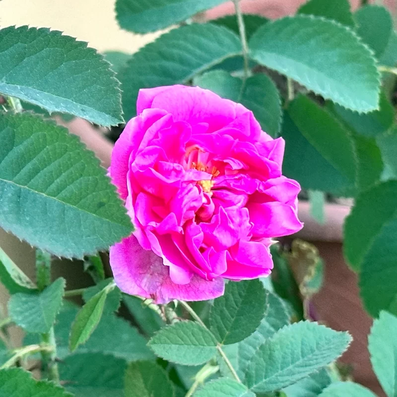 ROSA DE CASTILLA