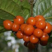 KOKOLMEX / COCOLMECA