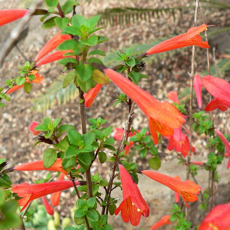 MENTA VERDE - Image 2