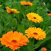 MERCADELA / CALENDULA