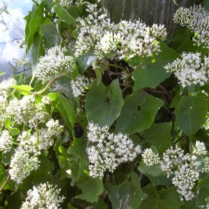 PALO GUACO / MIKANIA