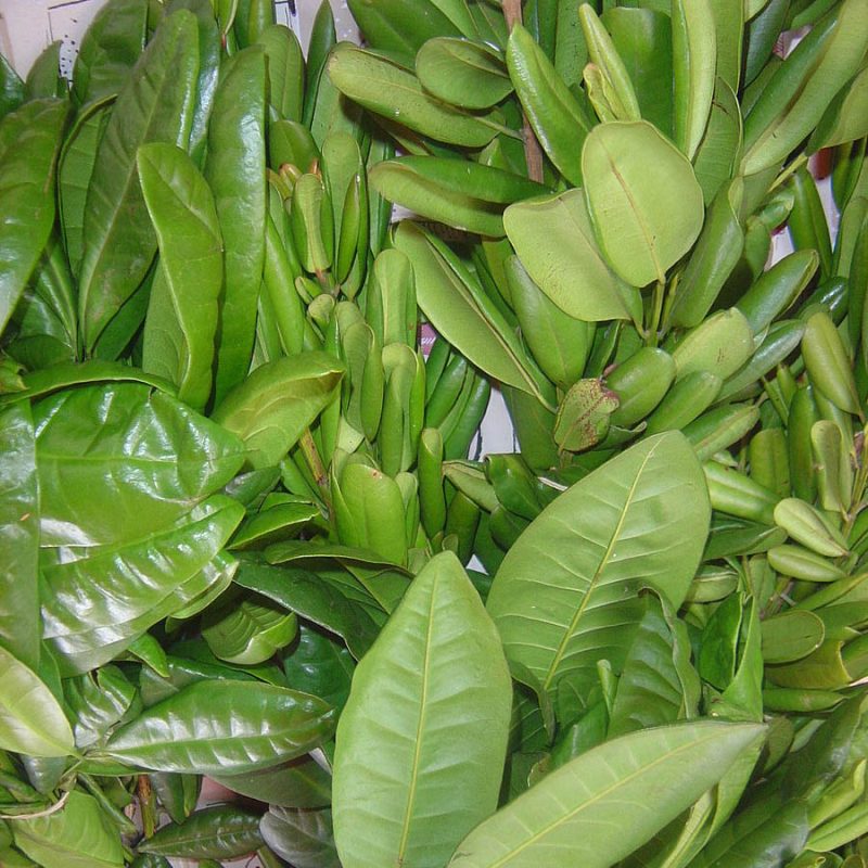 PIMIENTA DE JAMAICA