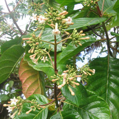 QUINA AMARILLA