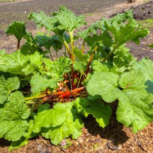 RAPÓNTICO / RUIBARBO