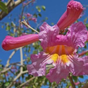 TAJIBO / UÑA DE GATO