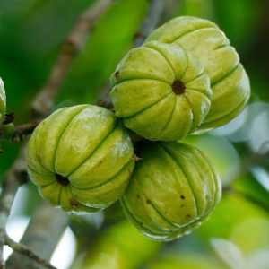 TAMARINDO MALABAR / GARCINIA