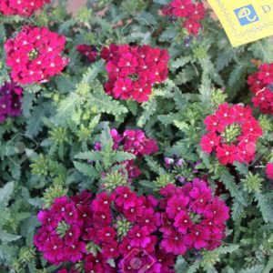 VERBENA