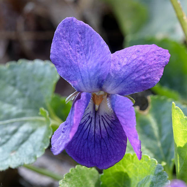 VIOLETA DE CASTILLA