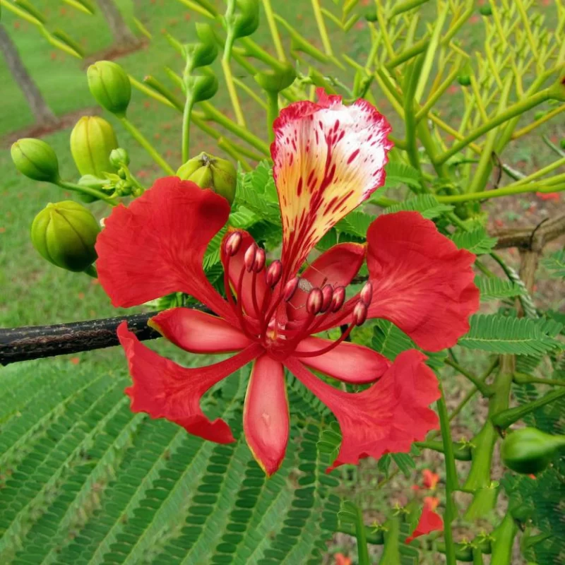 FLOR DE CAMARÓN / TABACHIN