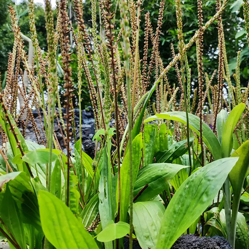 Llantén Indio / Plantago