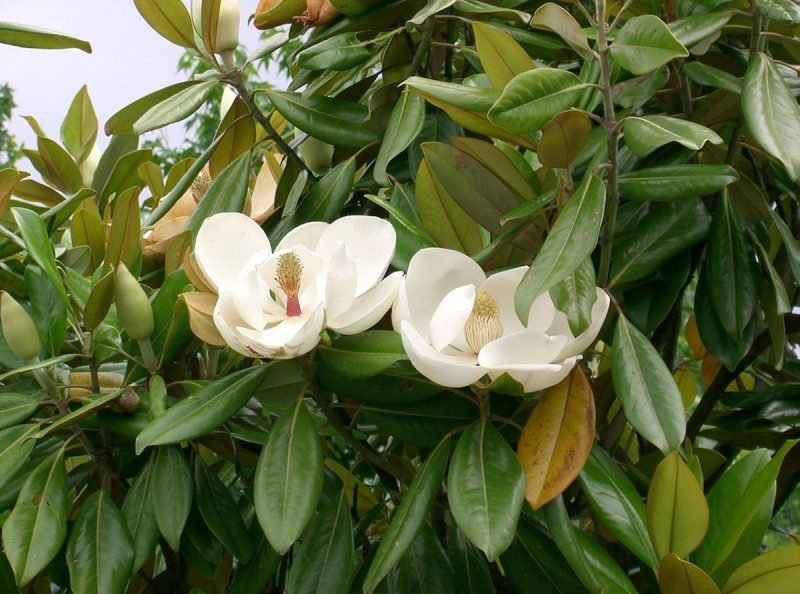 MAGNOLIA DE HUERTO Pétalos
