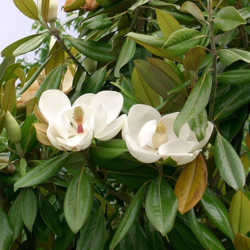 MAGNOLIA DE HUERTO Pétalos