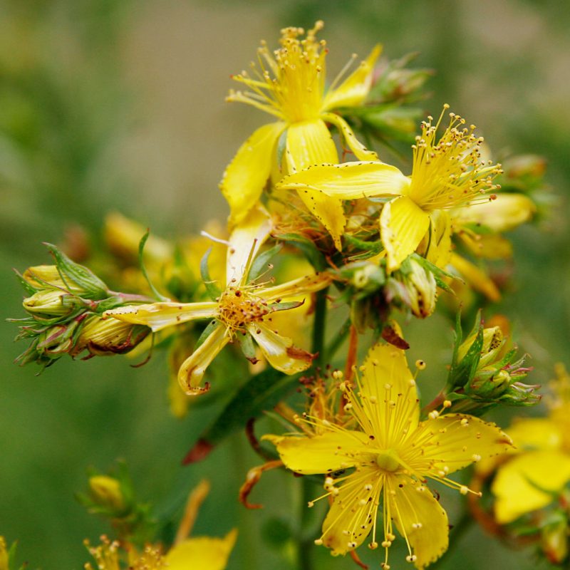 Té Hierba de San Juan - Image 3
