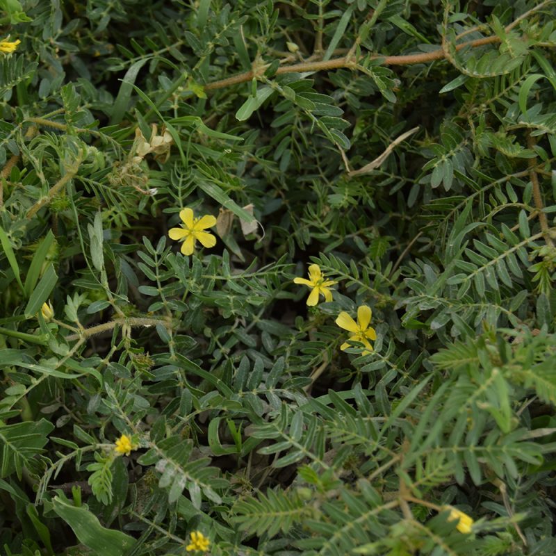 Abrojo Amarillo
