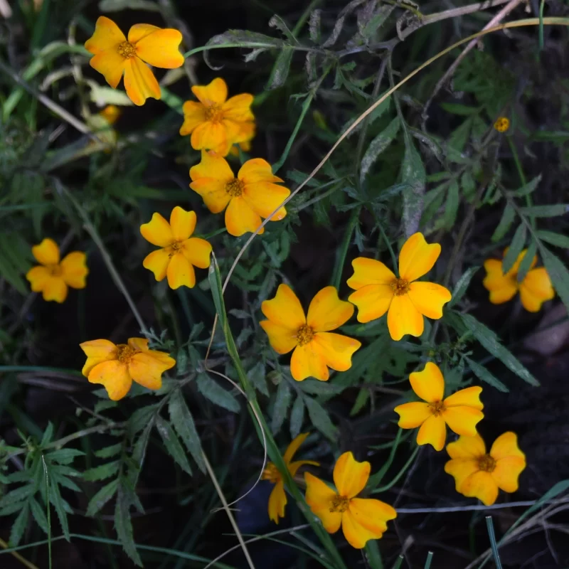 Cincollagas