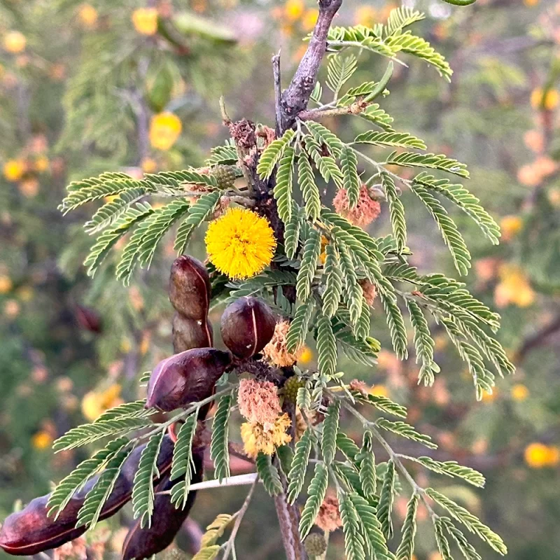 Huizache