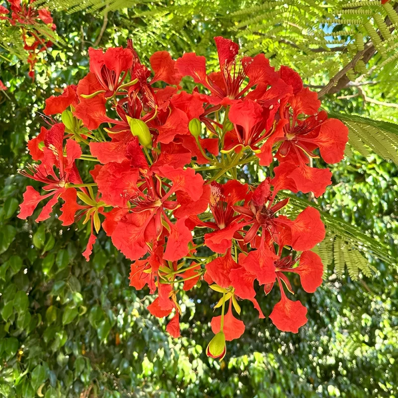 ÁRBOL DEL FUEGO