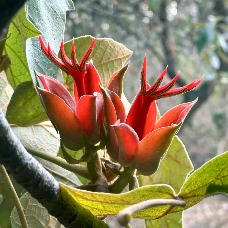 Mano de mono / Flor de manita